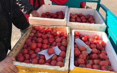 媒體農大 菜籃子米袋子肉盤子 穩產保供背后有只&ldquo;看得見的手&rdquo;