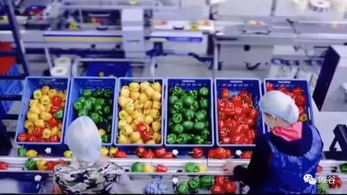 佳盛企智深加工共享工廠 創新農產品新型生產模式